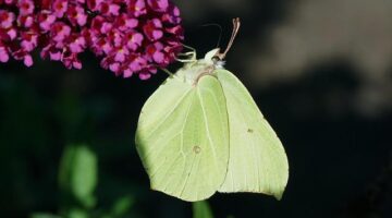 Zelňačka s kroupami a hubami