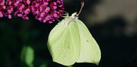 Zelňačka s kroupami a hubami