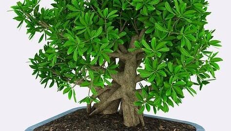 Havajské kuře s ananasem