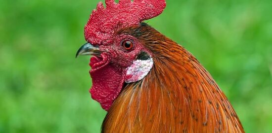 Kuřecí kari s basmati rýží