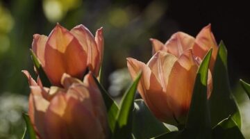 Losos na dýňovém pyré s černým česnekem