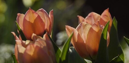 Losos na dýňovém pyré s černým česnekem