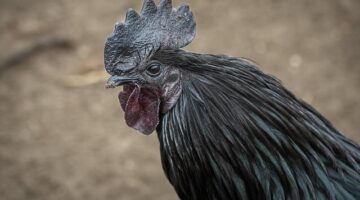 Sate ayam – kuřecí špízy