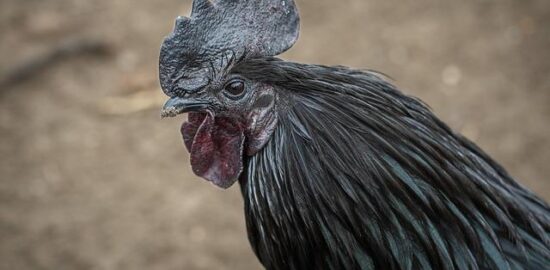 Sate ayam – kuřecí špízy