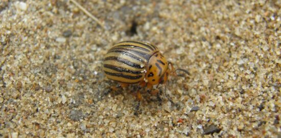 Bramborák s kyselou okurkou
