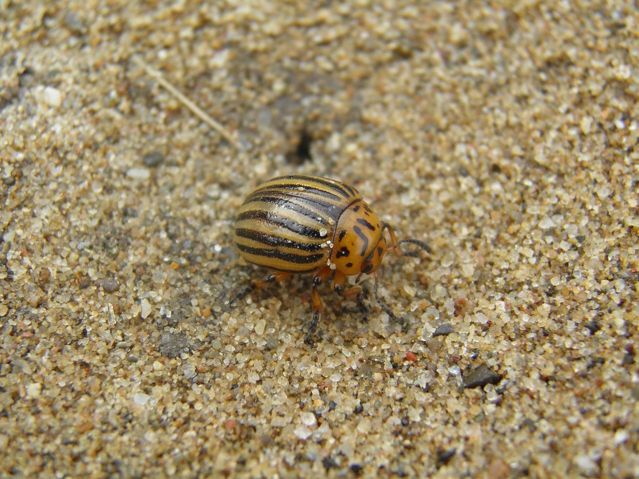 Bramborák s kyselou okurkou