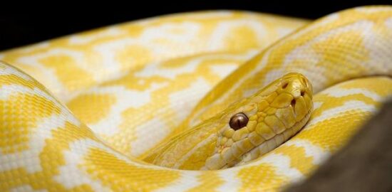 Gado gado – indonéská zeleninová směs