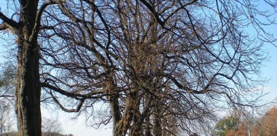 Smočený kuřecí satay s arašídovou omáčkou