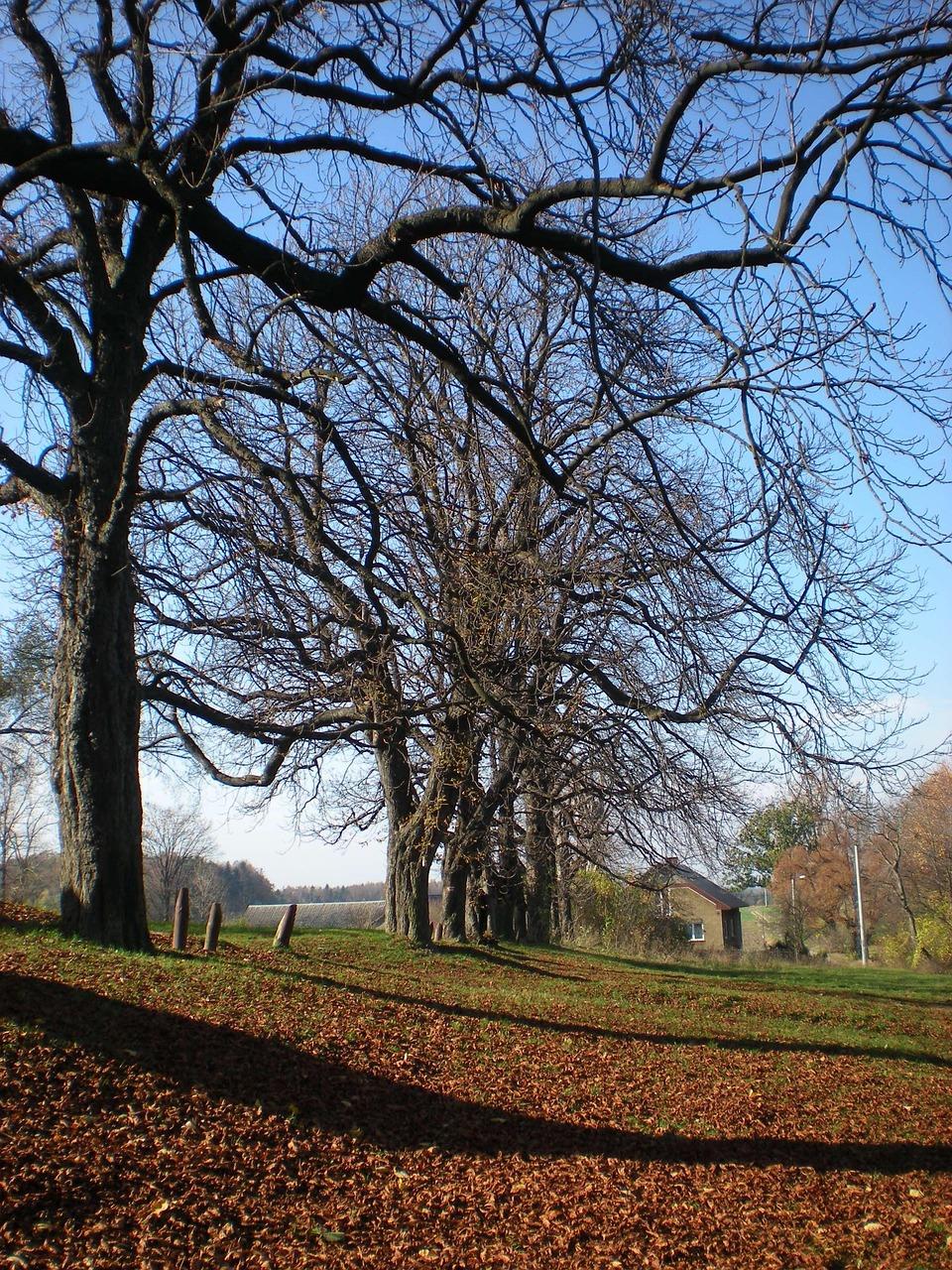 Smočený kuřecí satay s arašídovou omáčkou