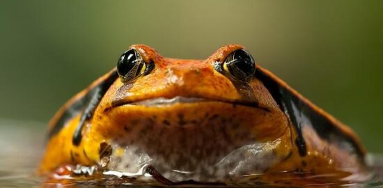 Rajská omáčka se žampiony