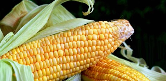 Jegheh bademjan a kukuřice