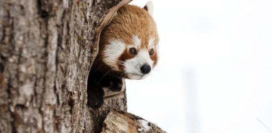 Čínská zelenina s rýží