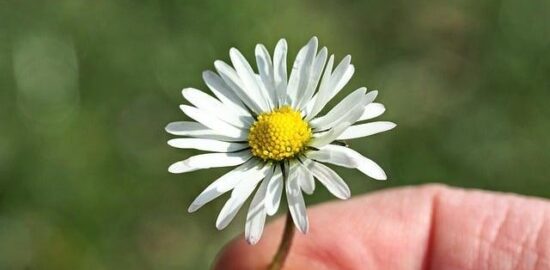 Jemná nádavka z dušených špenátů