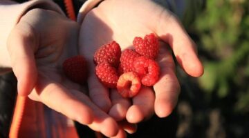 Hrstková quinoa s luštěninami a zeleninou