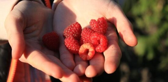 Hrstková quinoa s luštěninami a zeleninou
