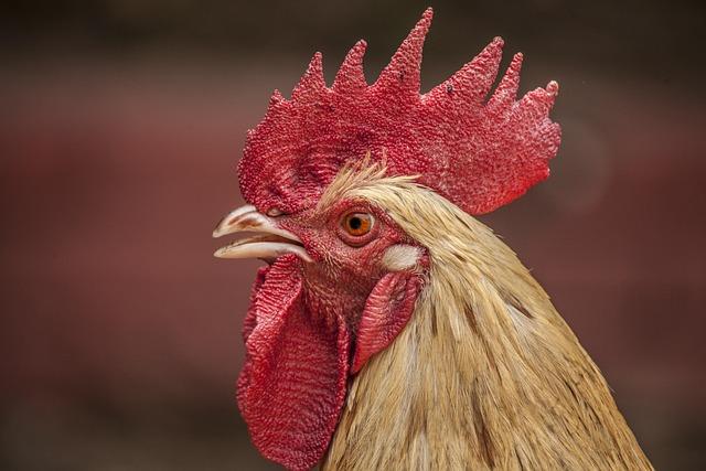 Kuřecí masala s kokosovým mlékem