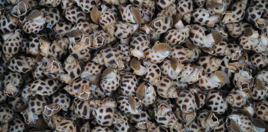 Zapečená cuketa s čedarovým sýrem